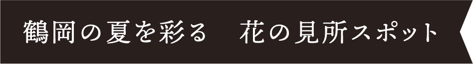 鶴岡の夏を彩る　花の見所スポット