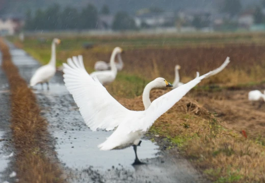 鶴岡市に飛来してくる白鳥は冬の風物詩