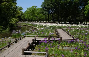 鶴岡公園_アヤメ