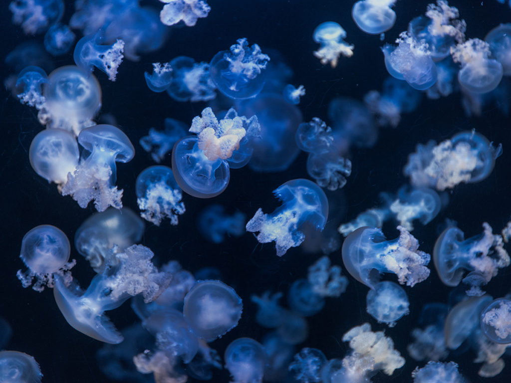 加茂水族館